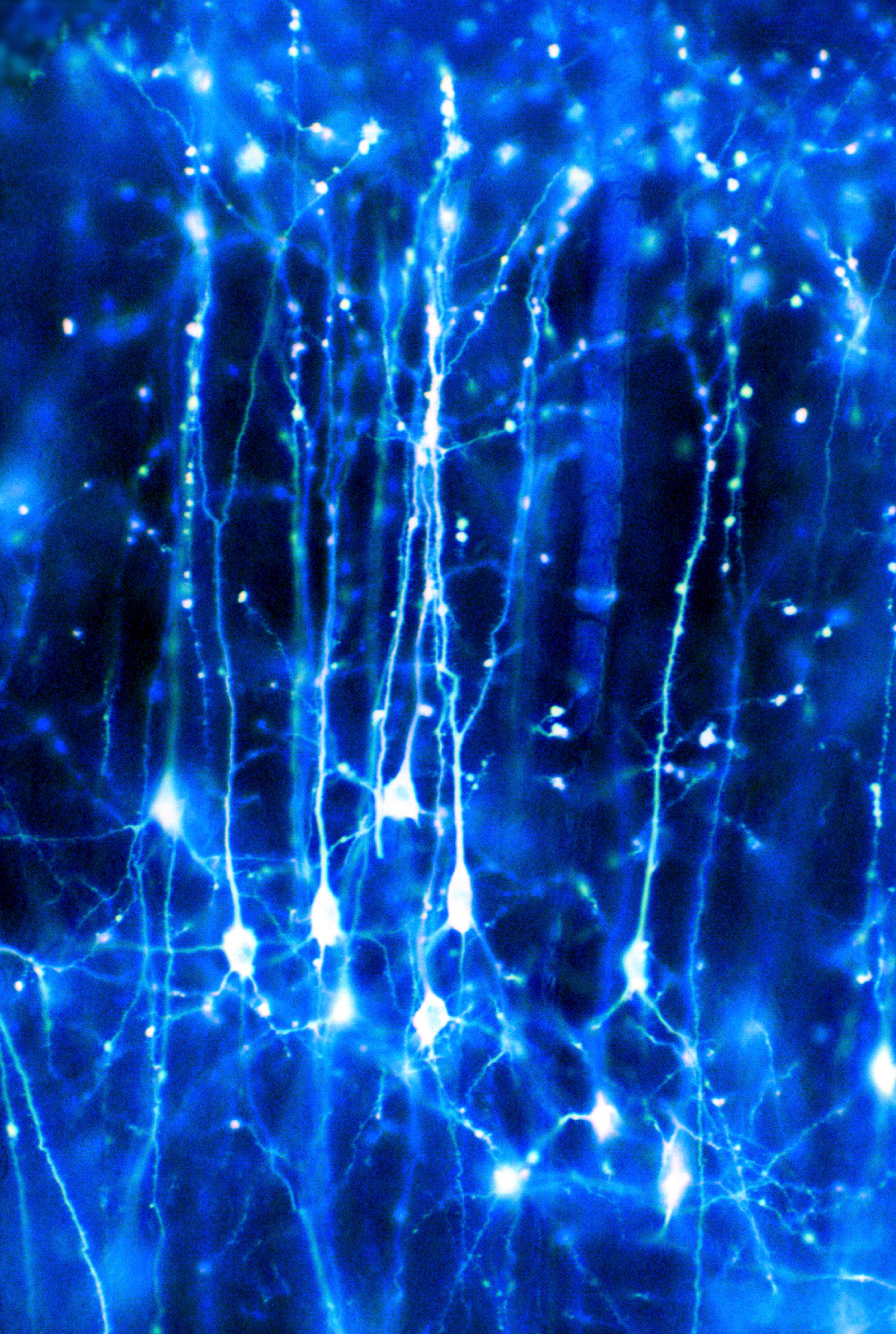 Abstract Neuron Wallpapers