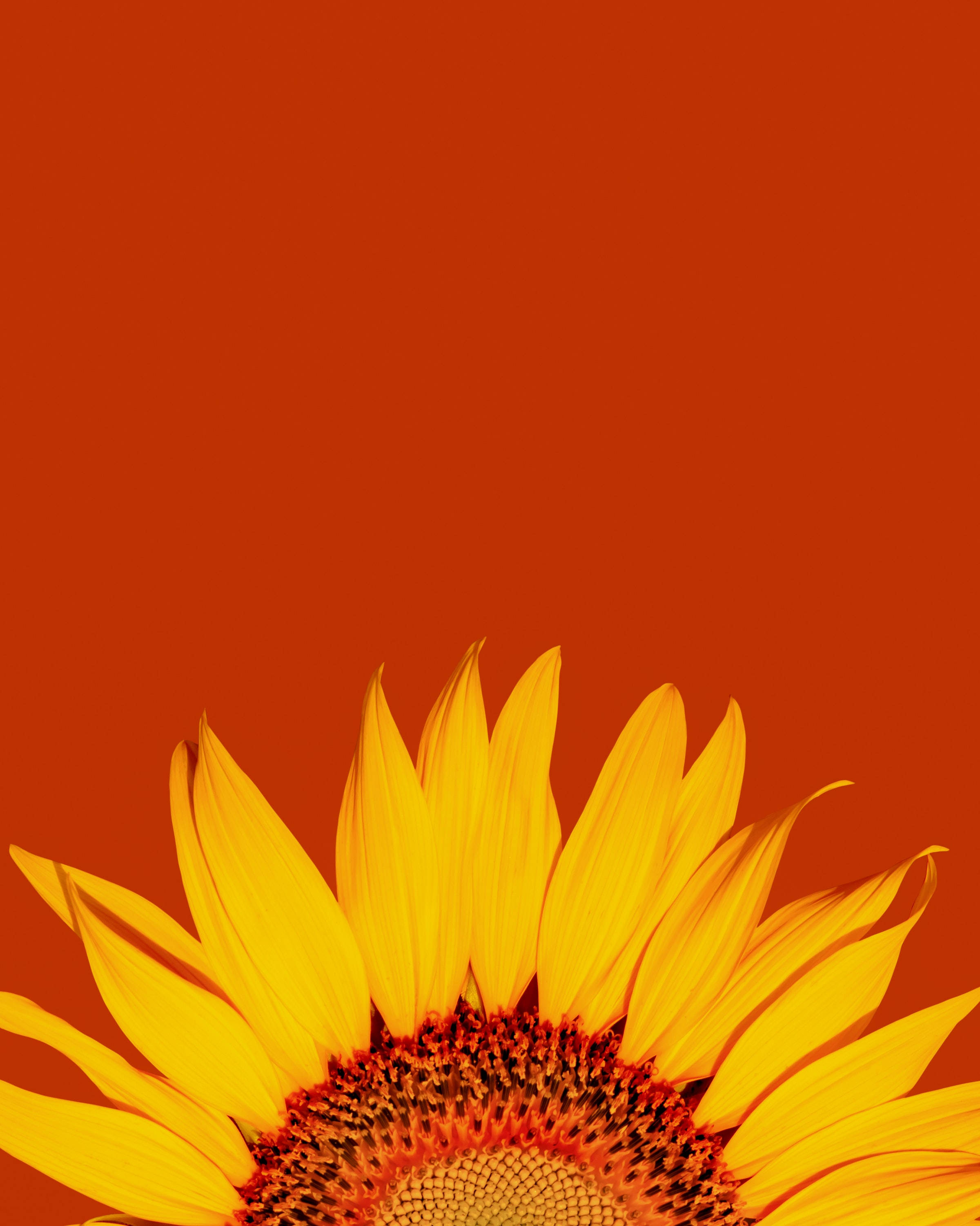 Abstract Sunflower Wallpapers