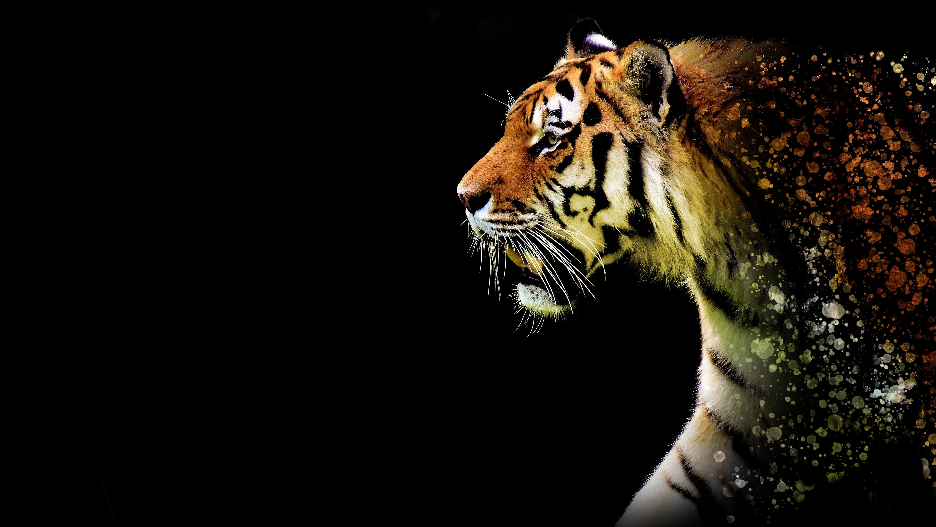 Abstract Tiger Wallpapers