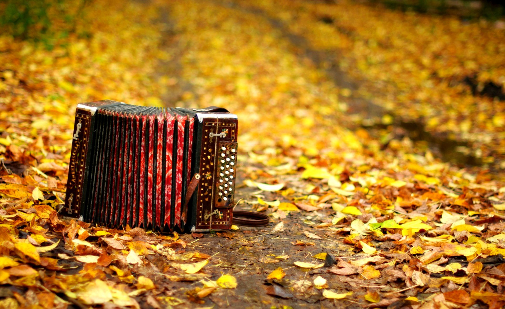 Accordion Wallpapers