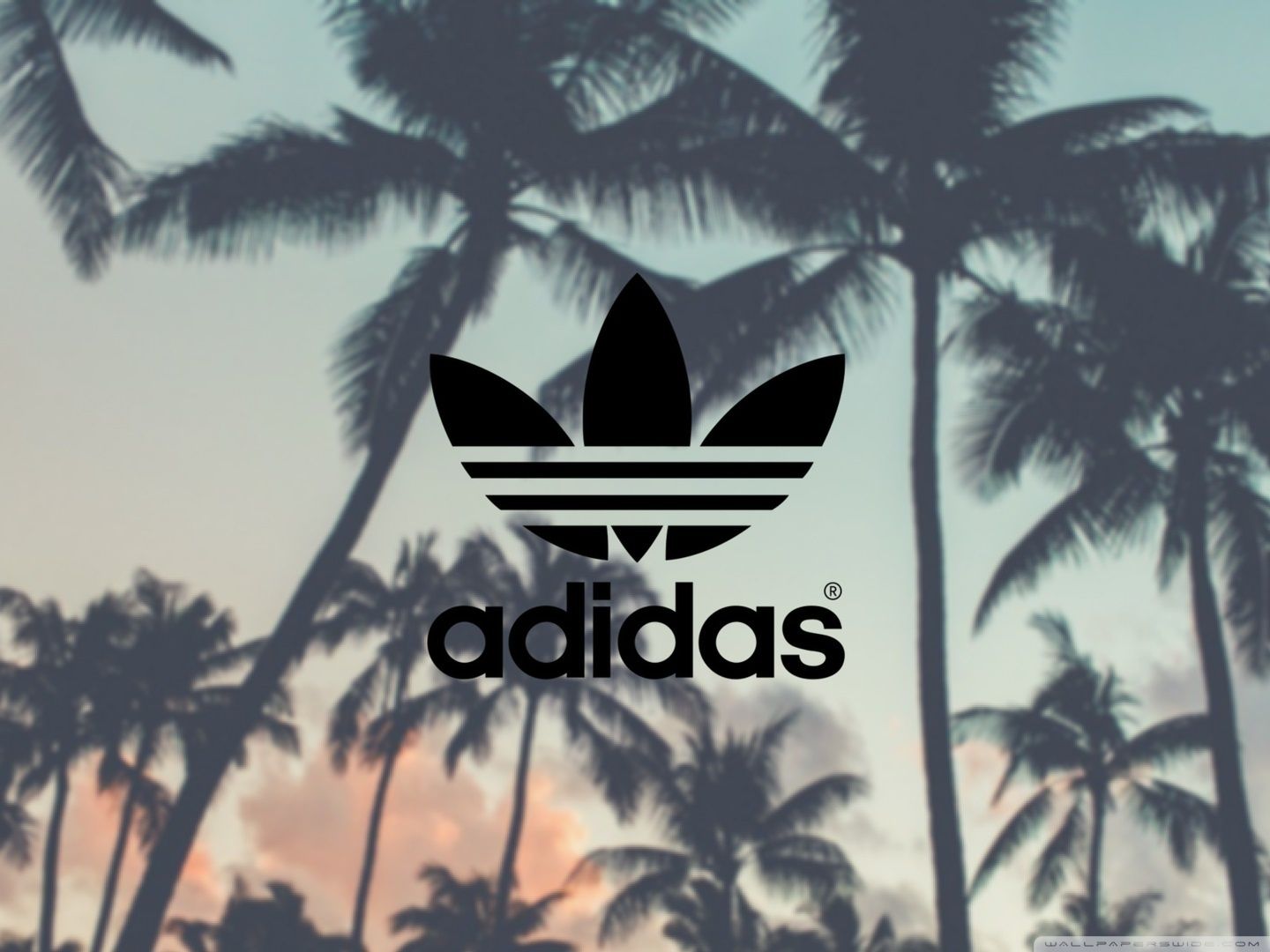 Adidas Palm Tree Wallpapers