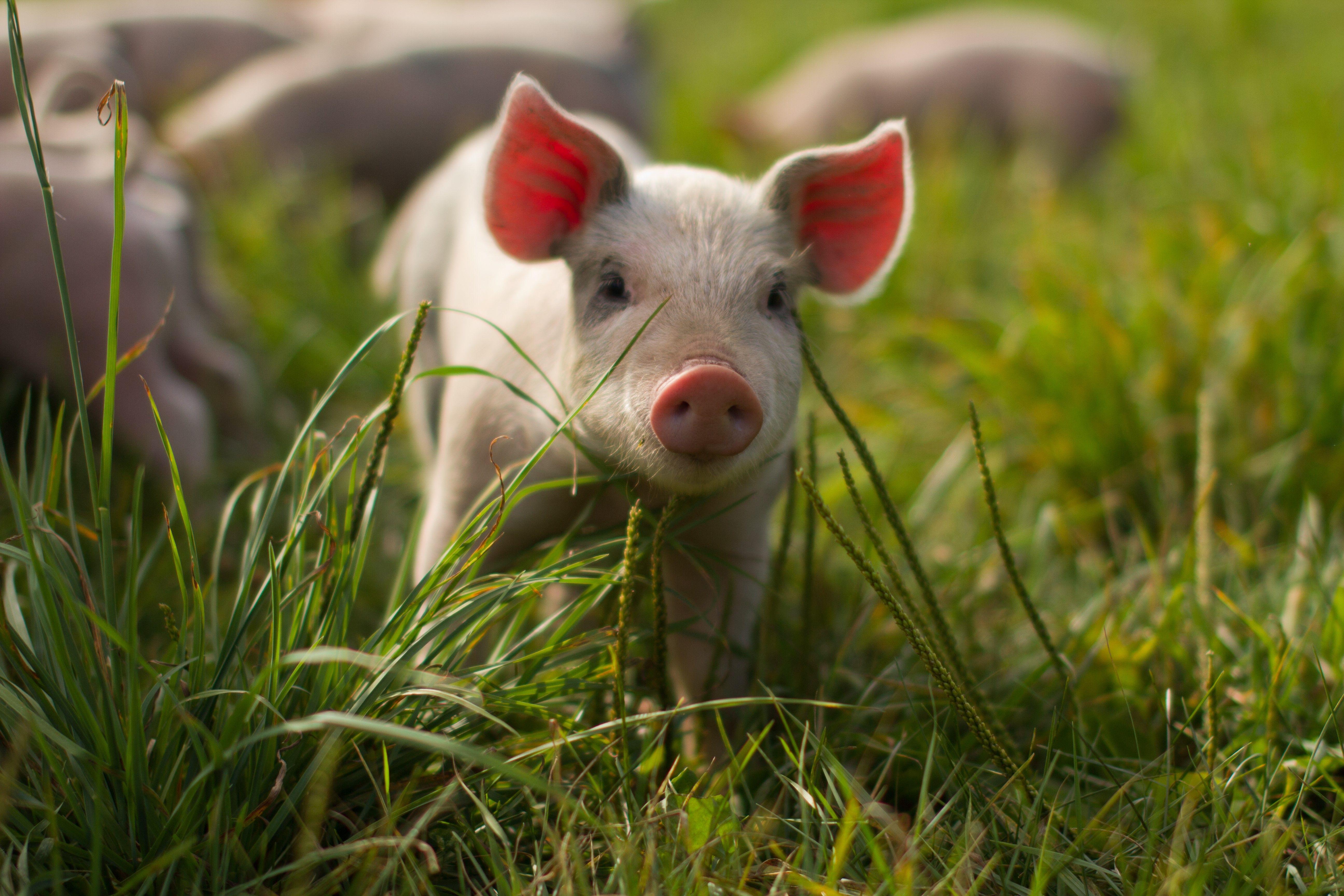 Adorable Baby Pigs Wallpapers