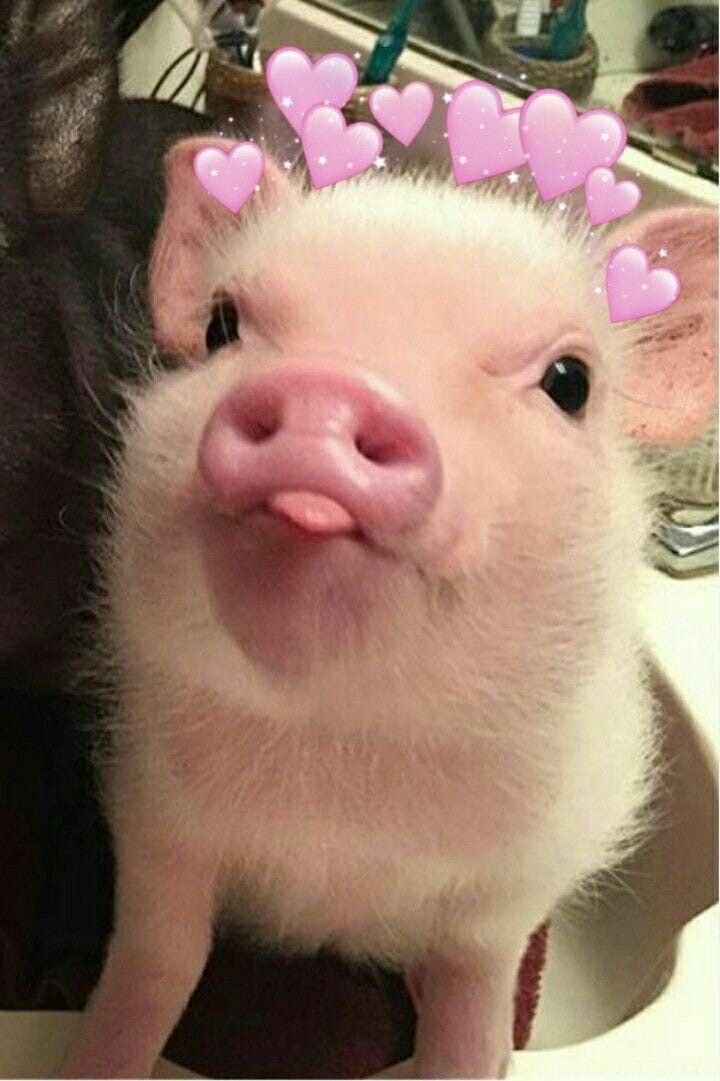 Adorable Baby Pigs Wallpapers