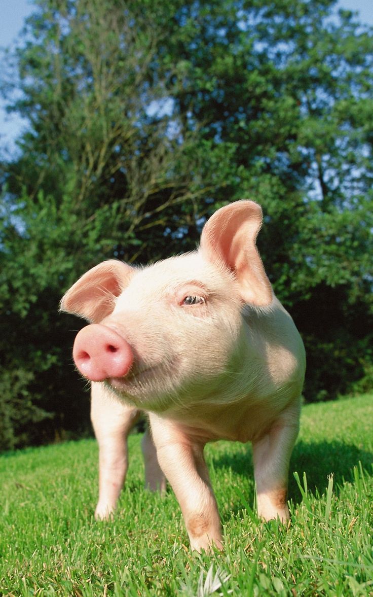 Adorable Baby Pigs Wallpapers