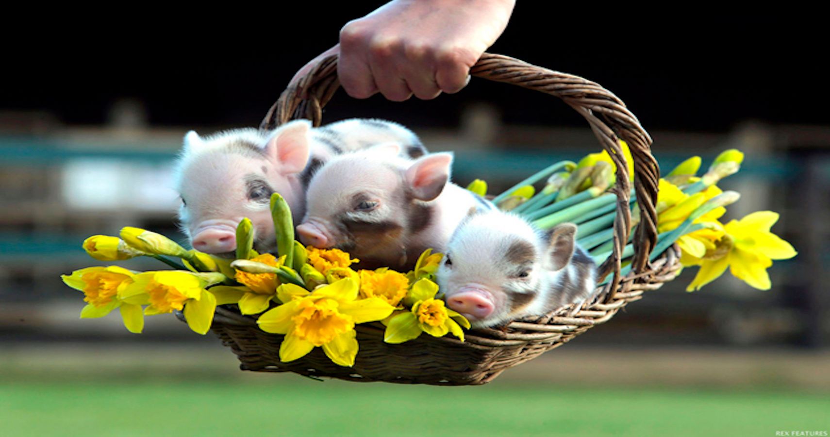 Adorable Baby Pigs Wallpapers