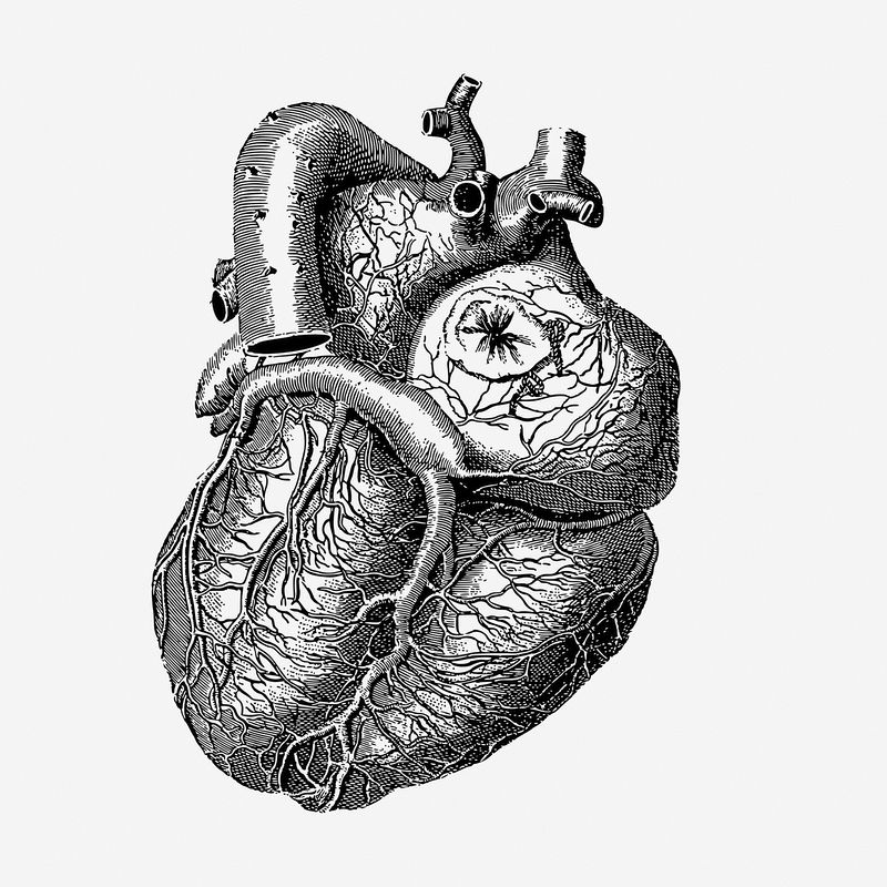 Aesthetic Anatomical Heart Wallpapers