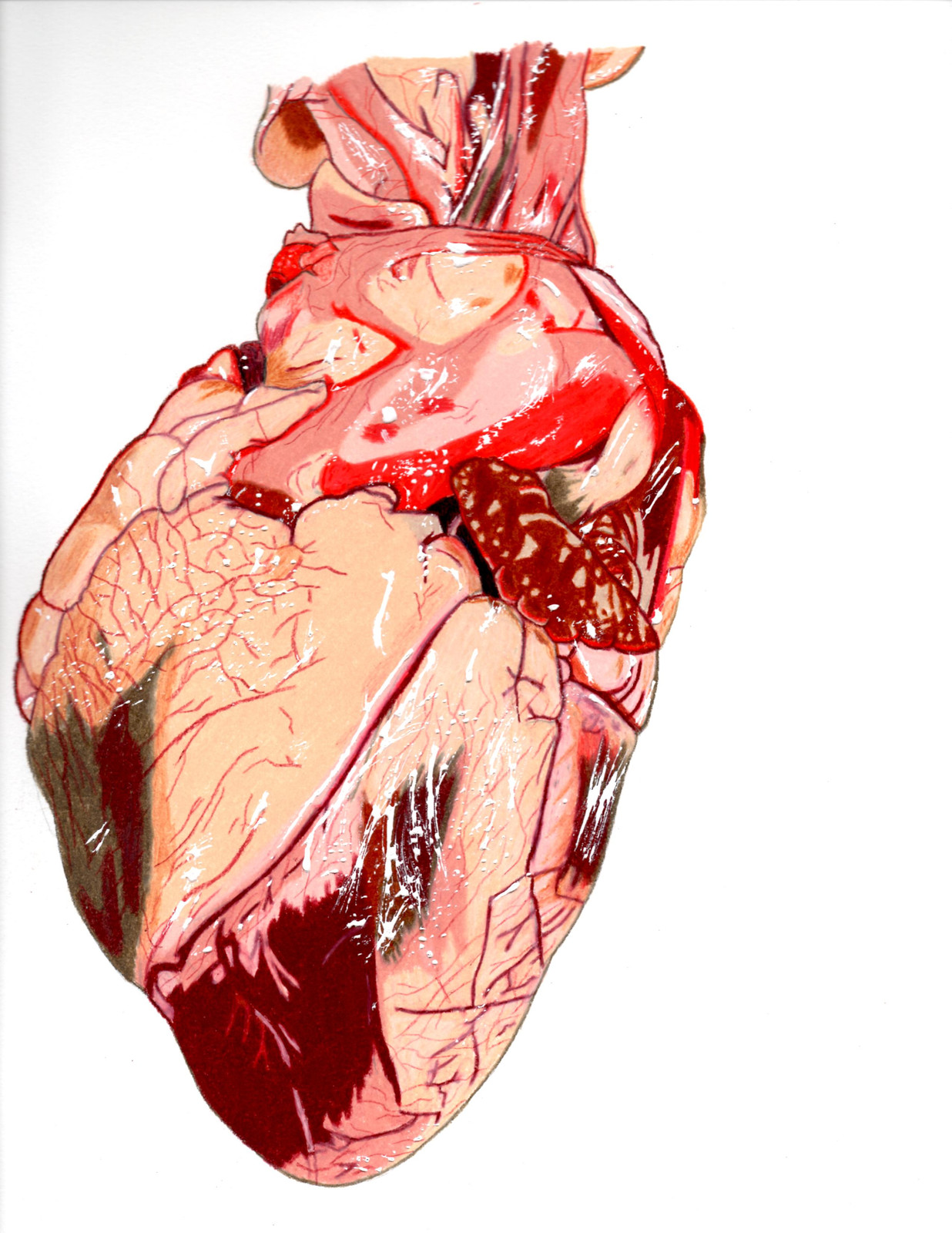 Aesthetic Anatomical Heart Wallpapers