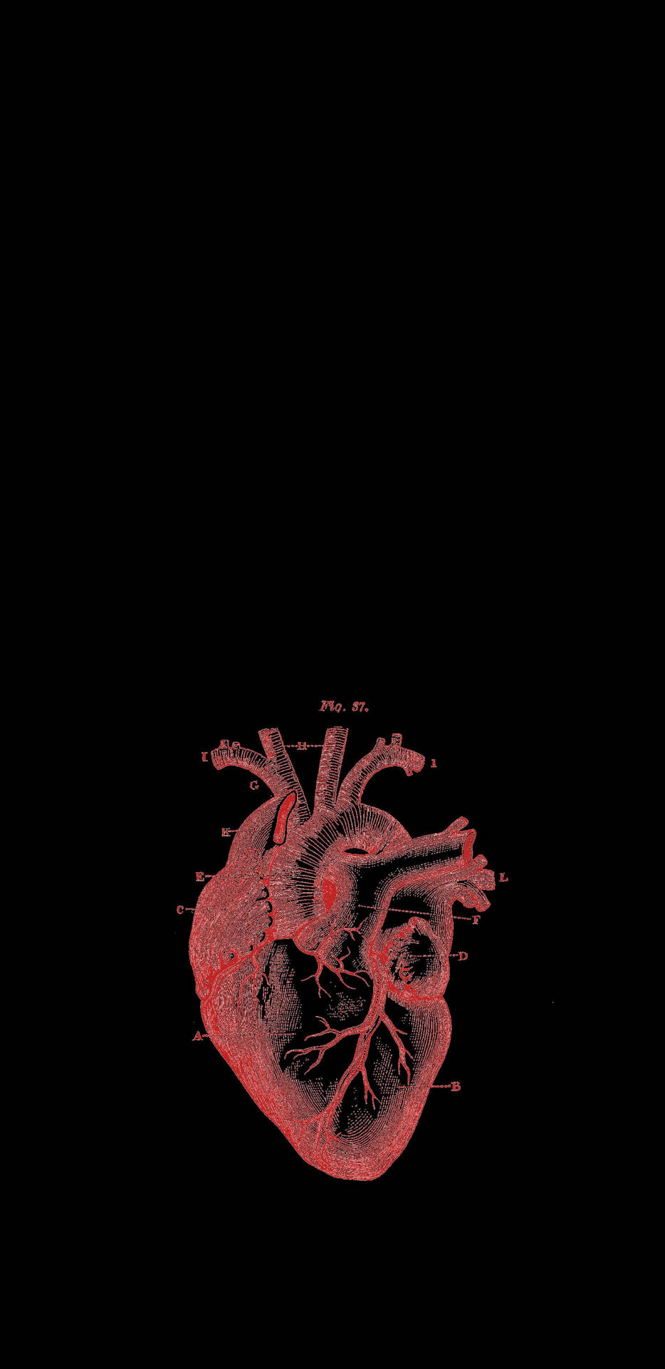 Aesthetic Anatomical Heart Wallpapers