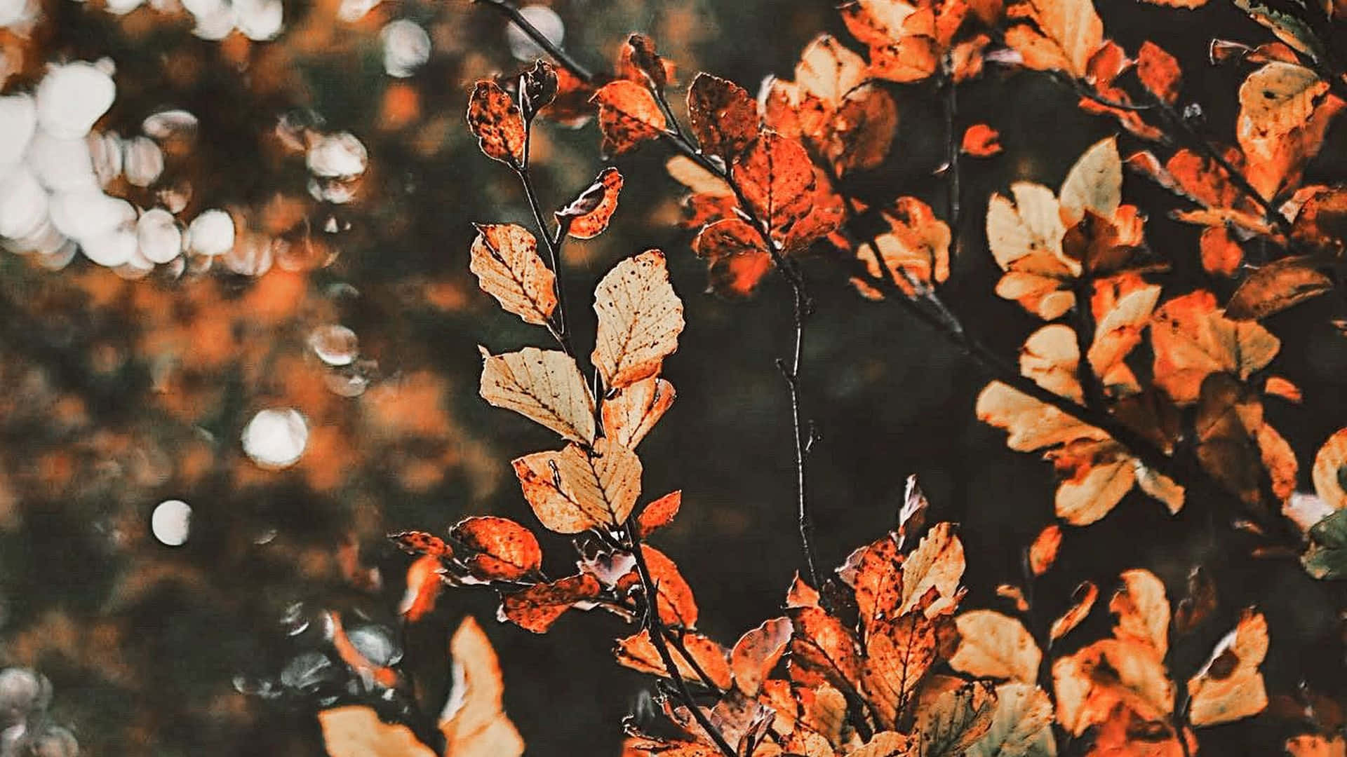 Aesthetic Autumn Wallpapers