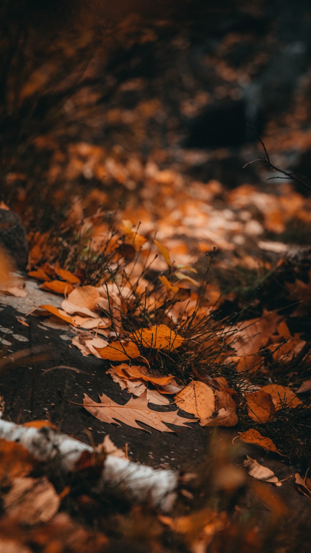 Aesthetic Autumn Wallpapers