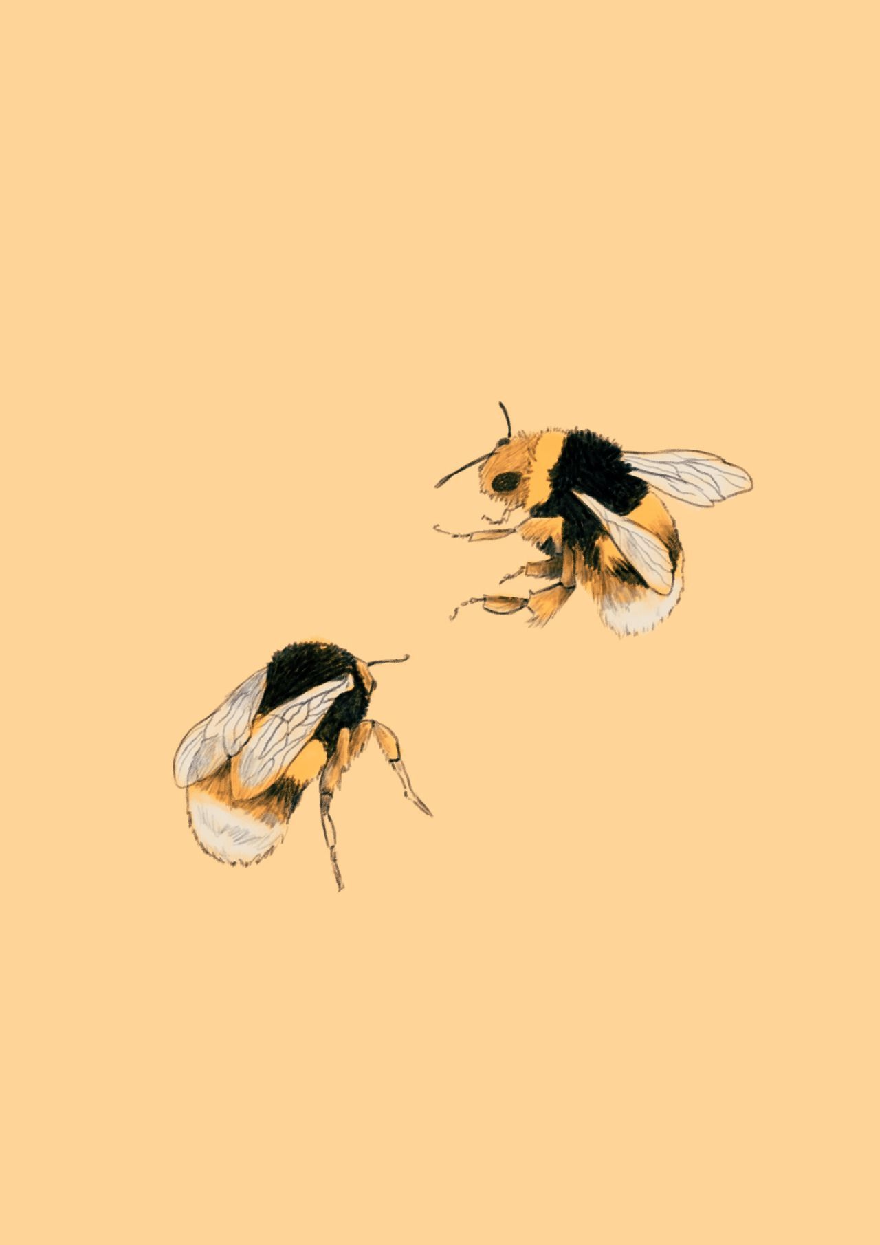 Aesthetic Bee Computer Wallpapers