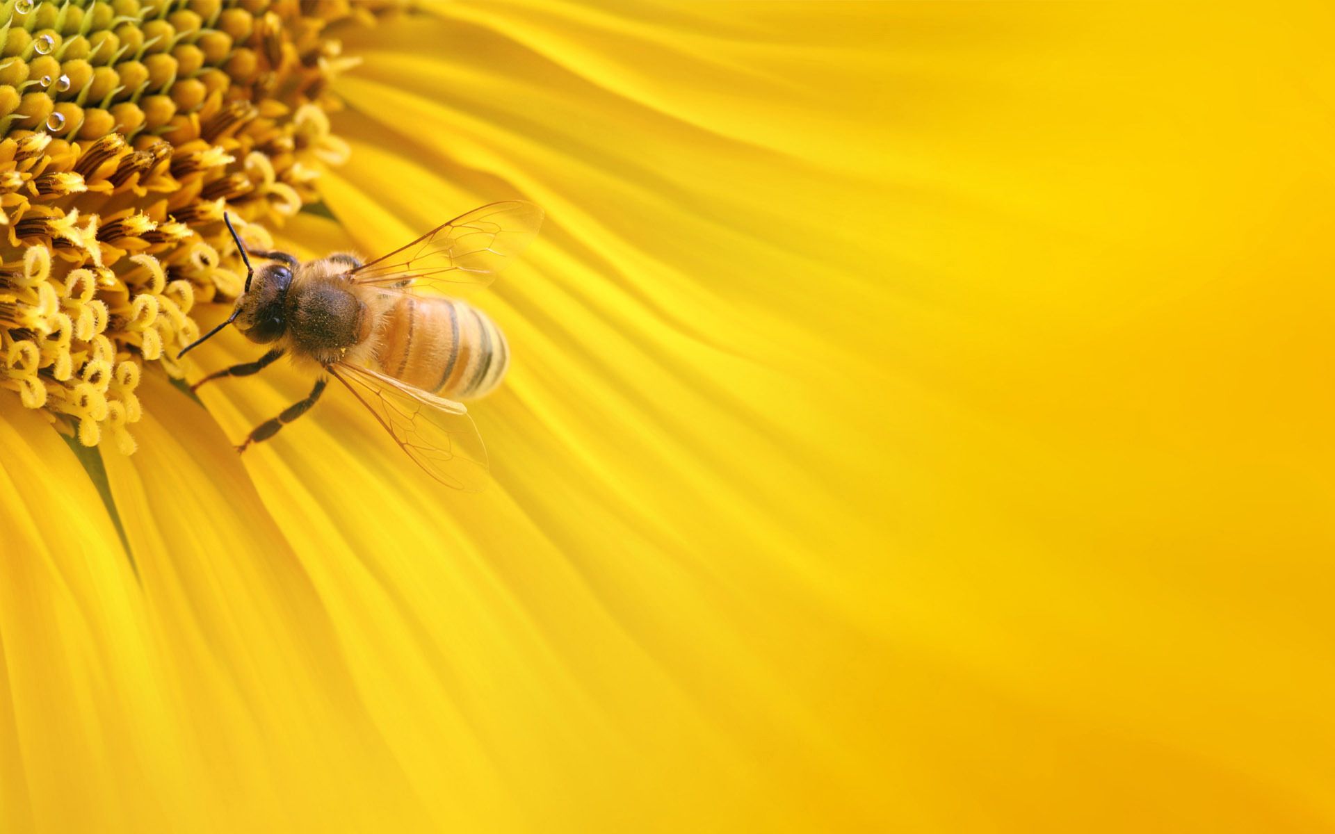 Aesthetic Bee Computer Wallpapers