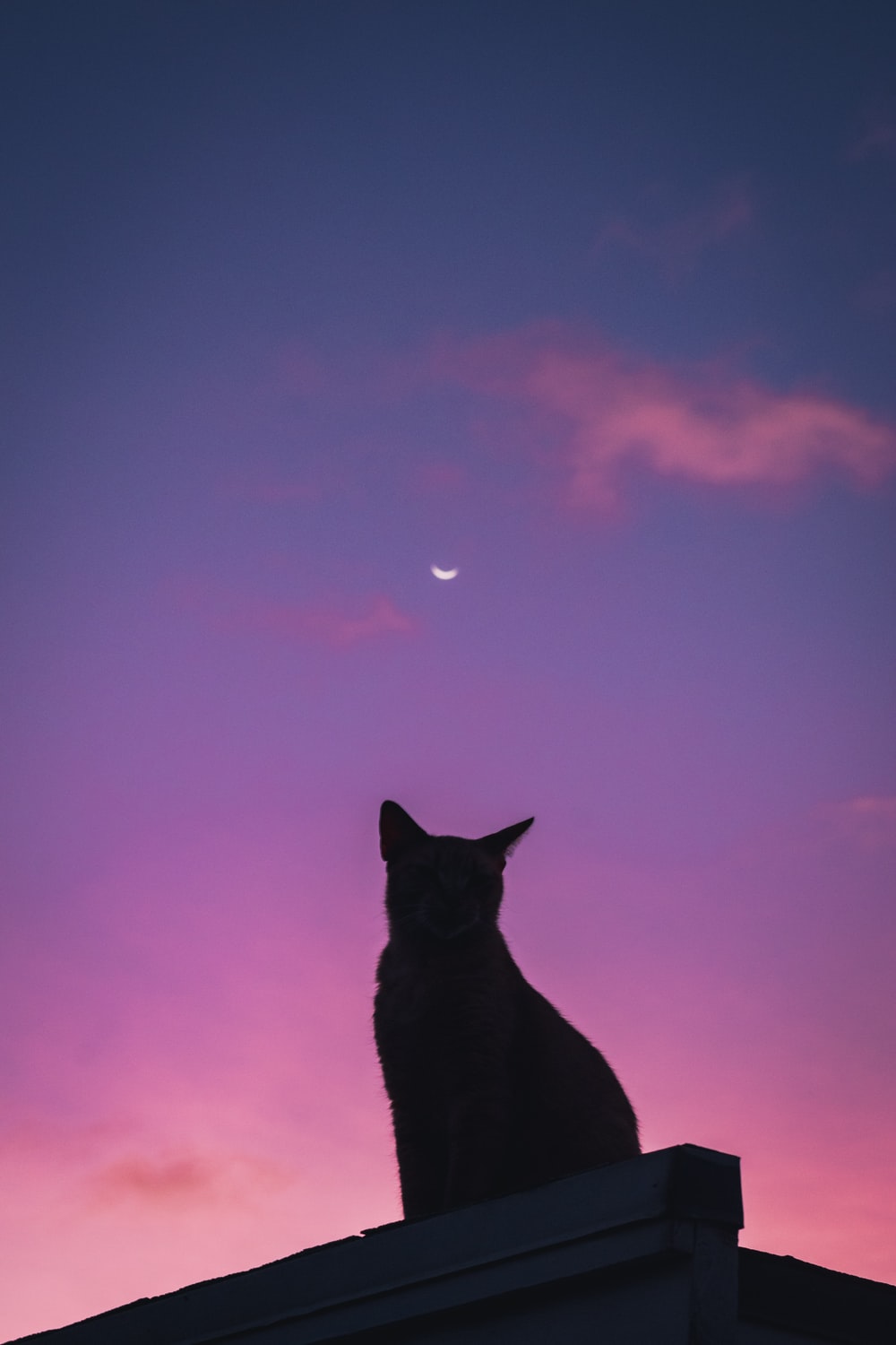 Aesthetic Black Cat Wallpapers