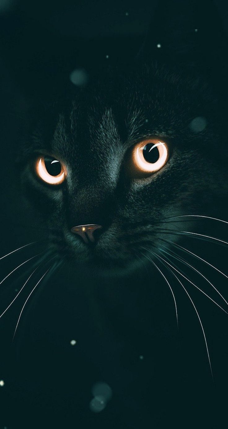 Aesthetic Black Cat Wallpapers