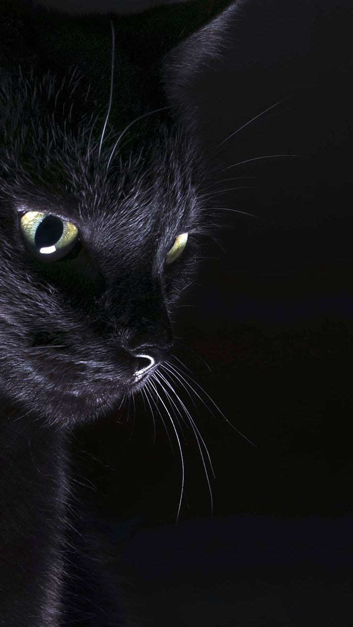 Aesthetic Black Cat Wallpapers