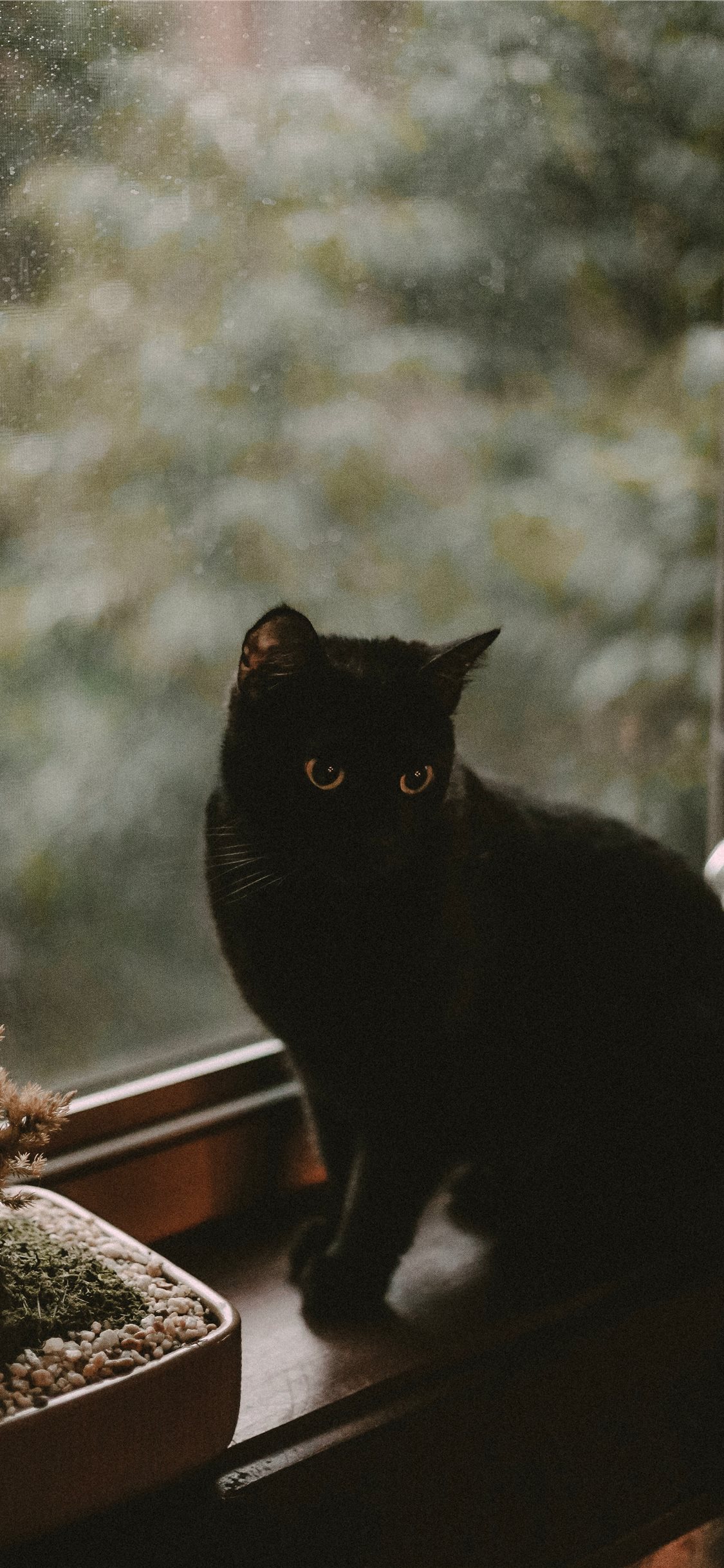 Aesthetic Black Cats Wallpapers