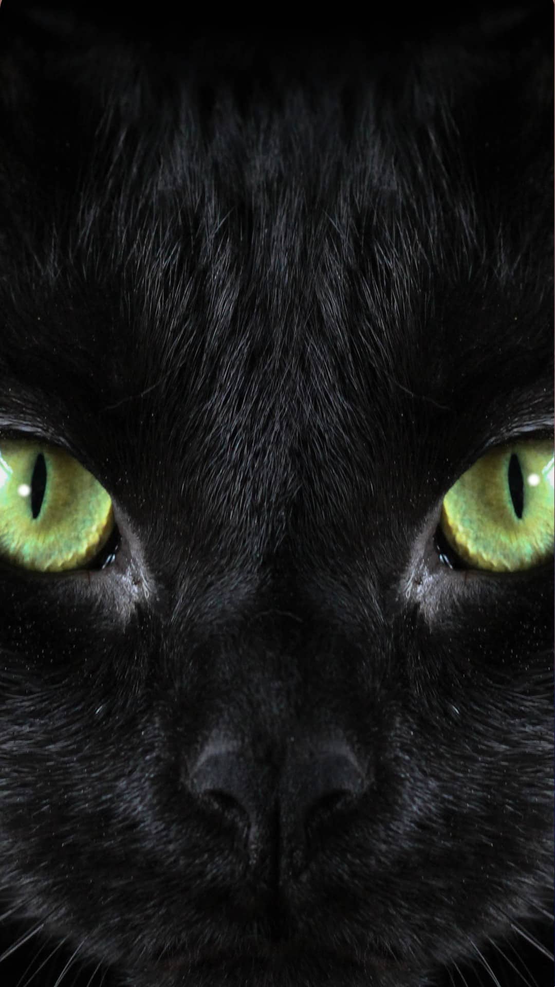 Aesthetic Black Cats Wallpapers