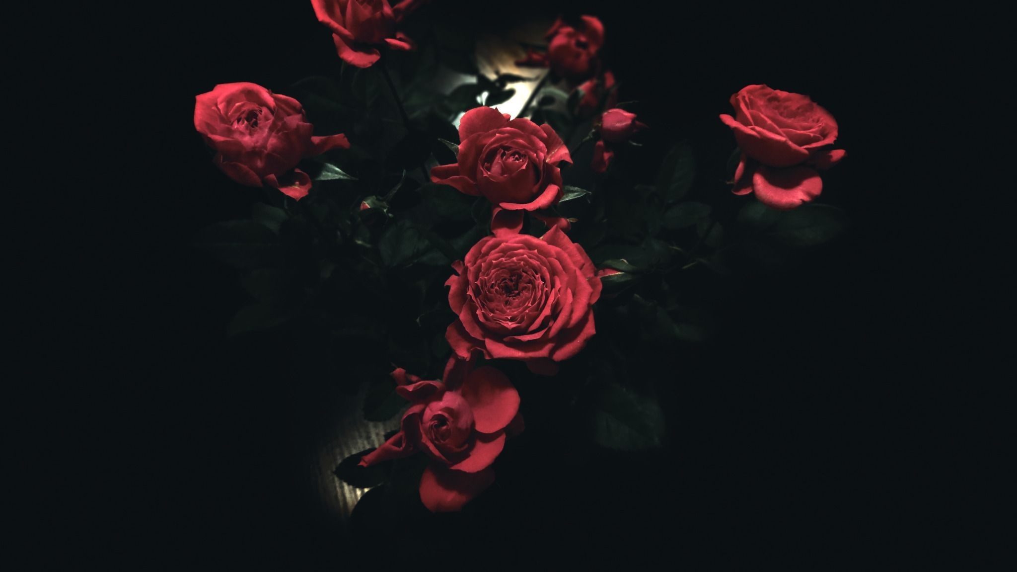 Aesthetic Black Rose Wallpapers