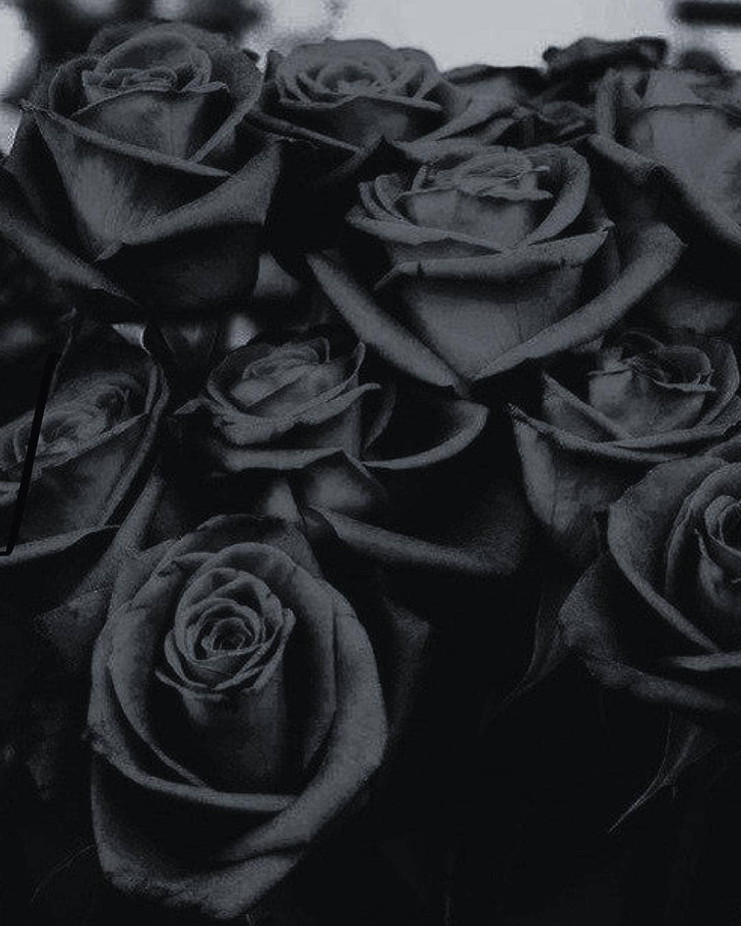 Aesthetic Black Rose Wallpapers