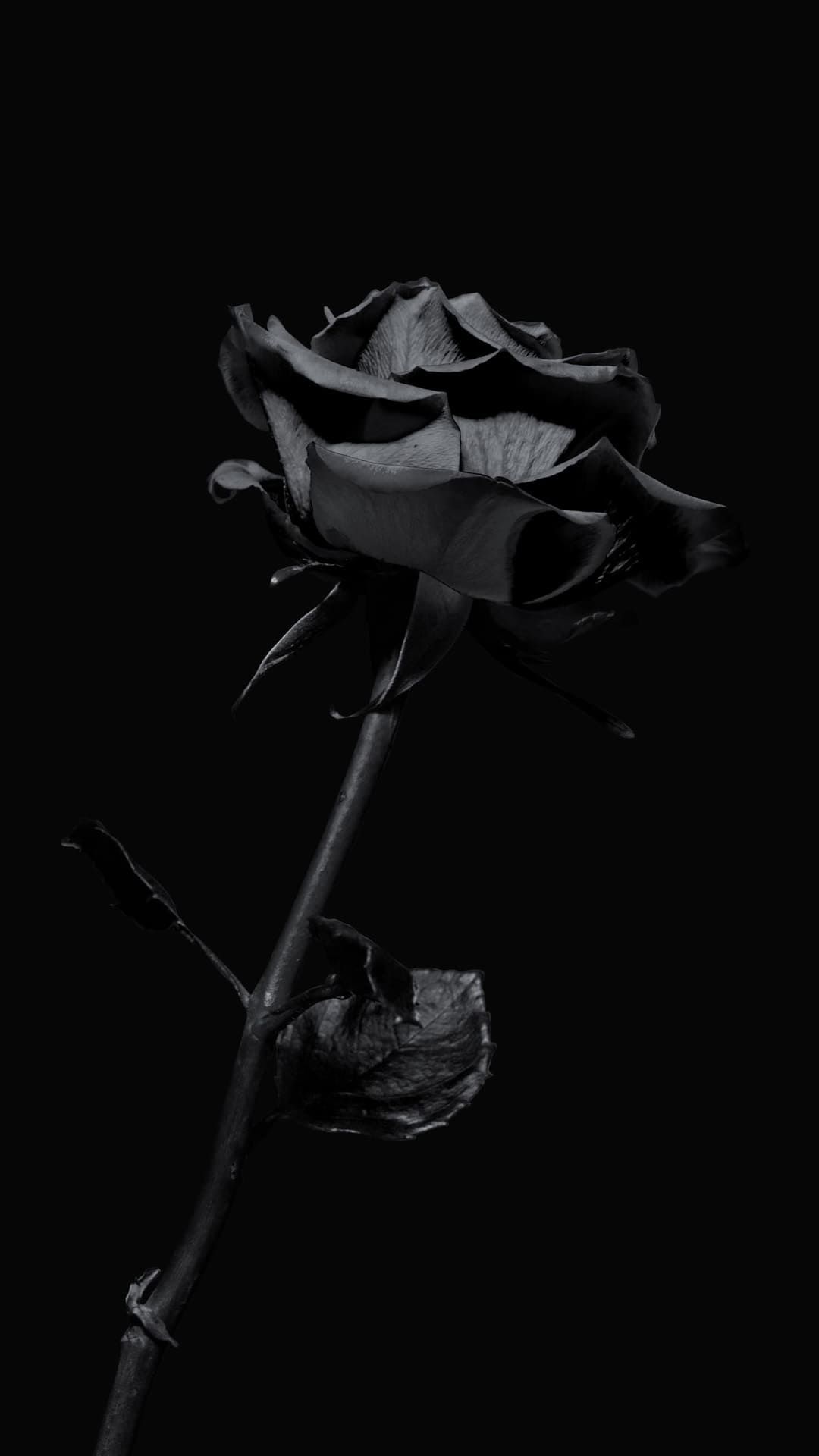 Aesthetic Black Rose Wallpapers