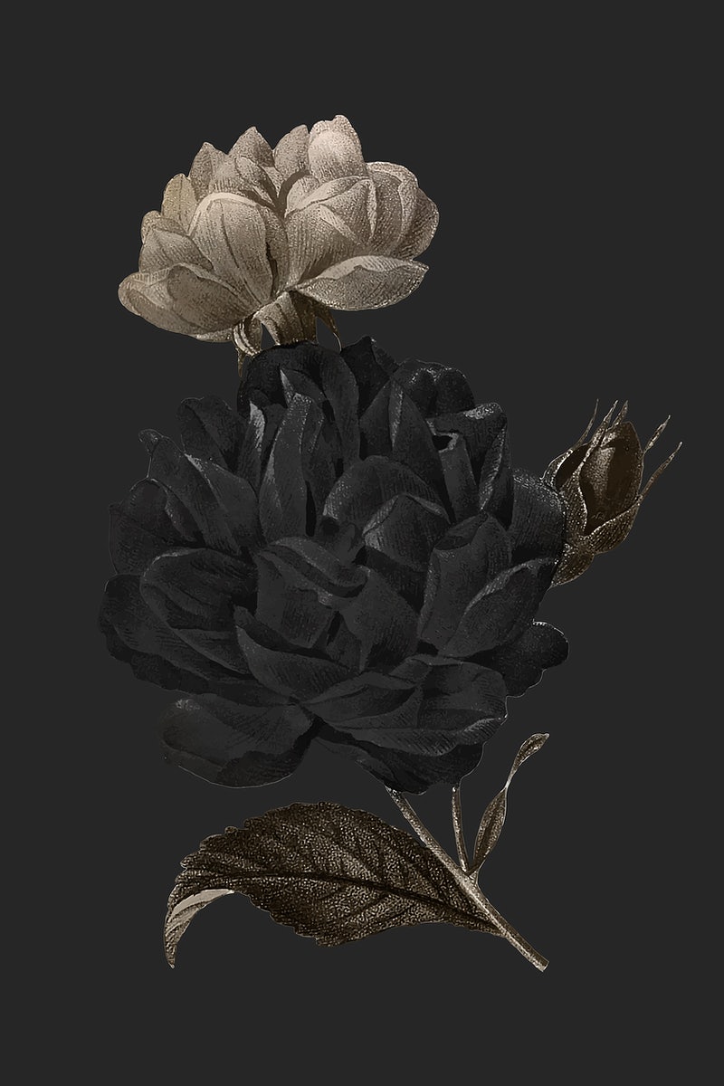 Aesthetic Black Roses Wallpapers