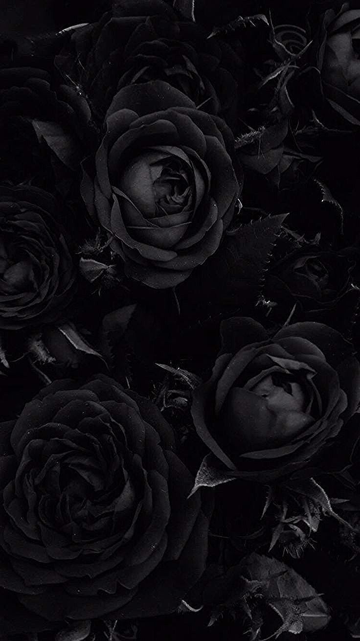 Aesthetic Black Roses Wallpapers