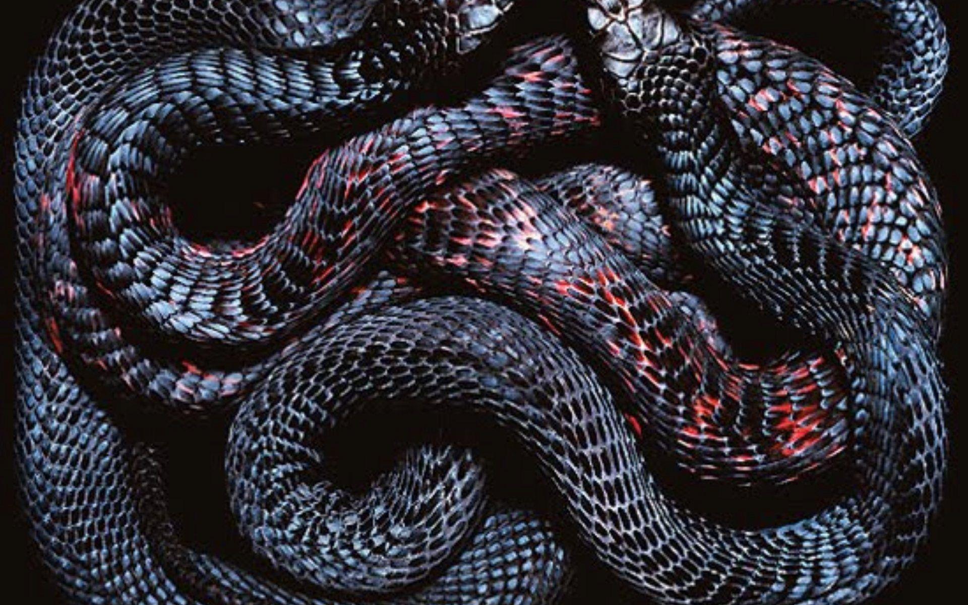 Aesthetic Black Snake Desktop Wallpapers