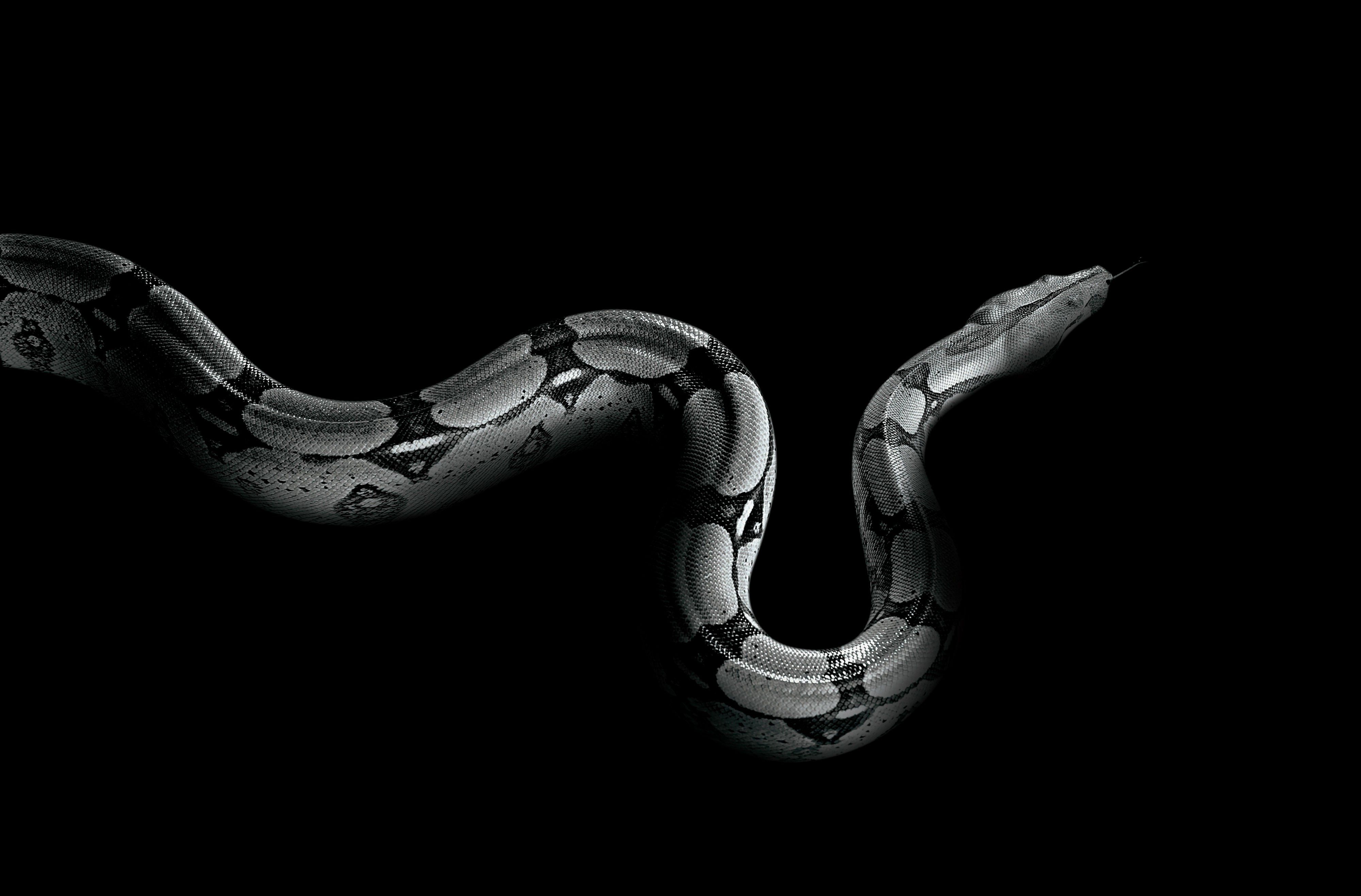 Aesthetic Black Snake Desktop Wallpapers