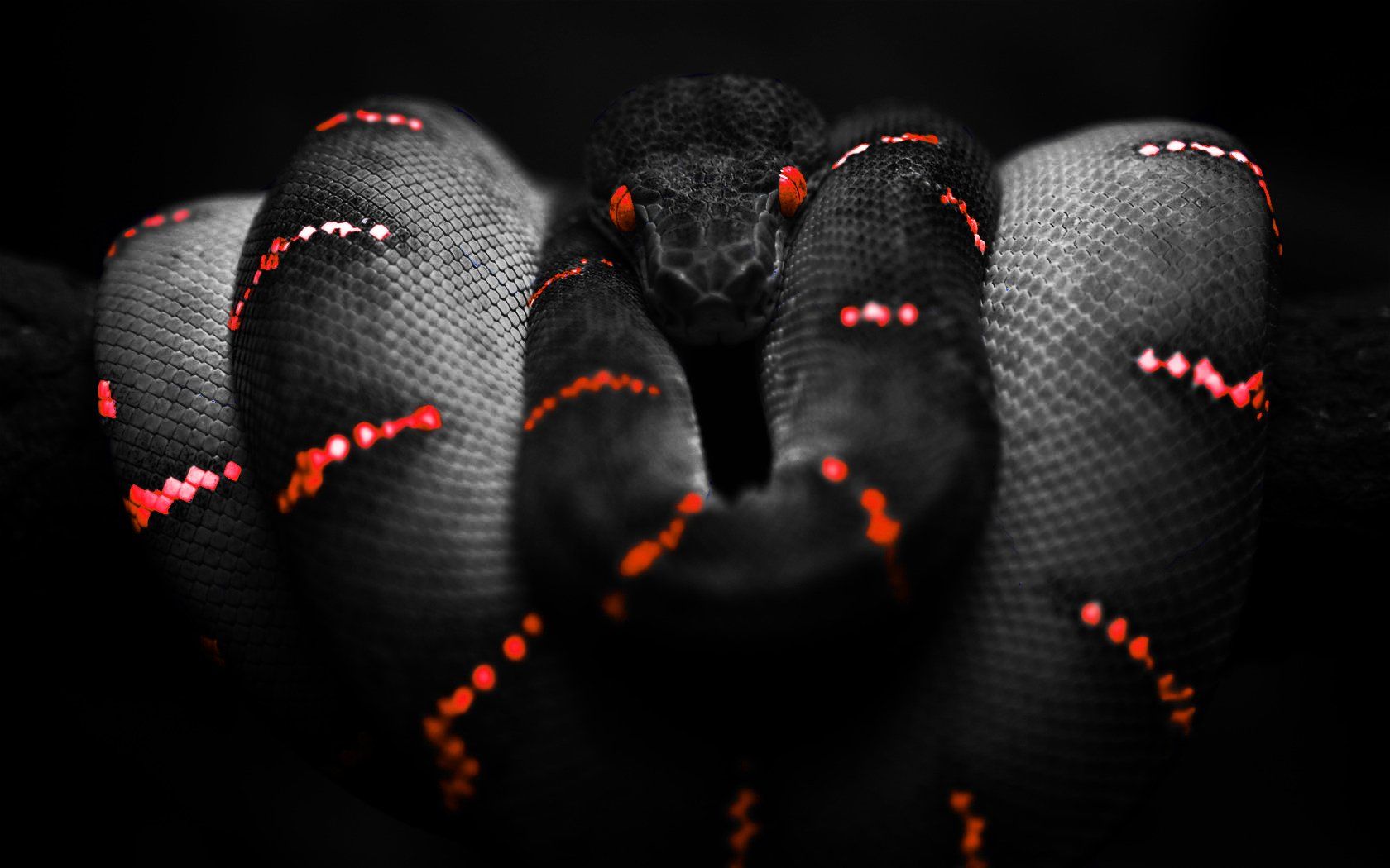 Aesthetic Black Snake Desktop Wallpapers