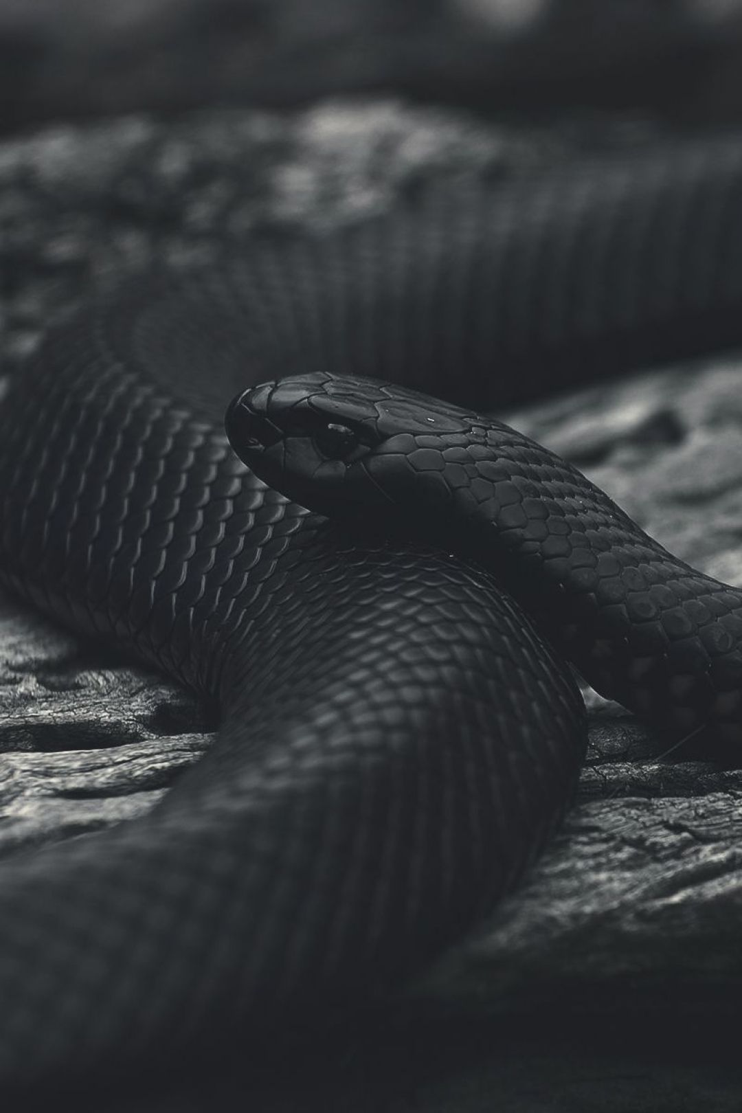 Aesthetic Black Snake Desktop Wallpapers