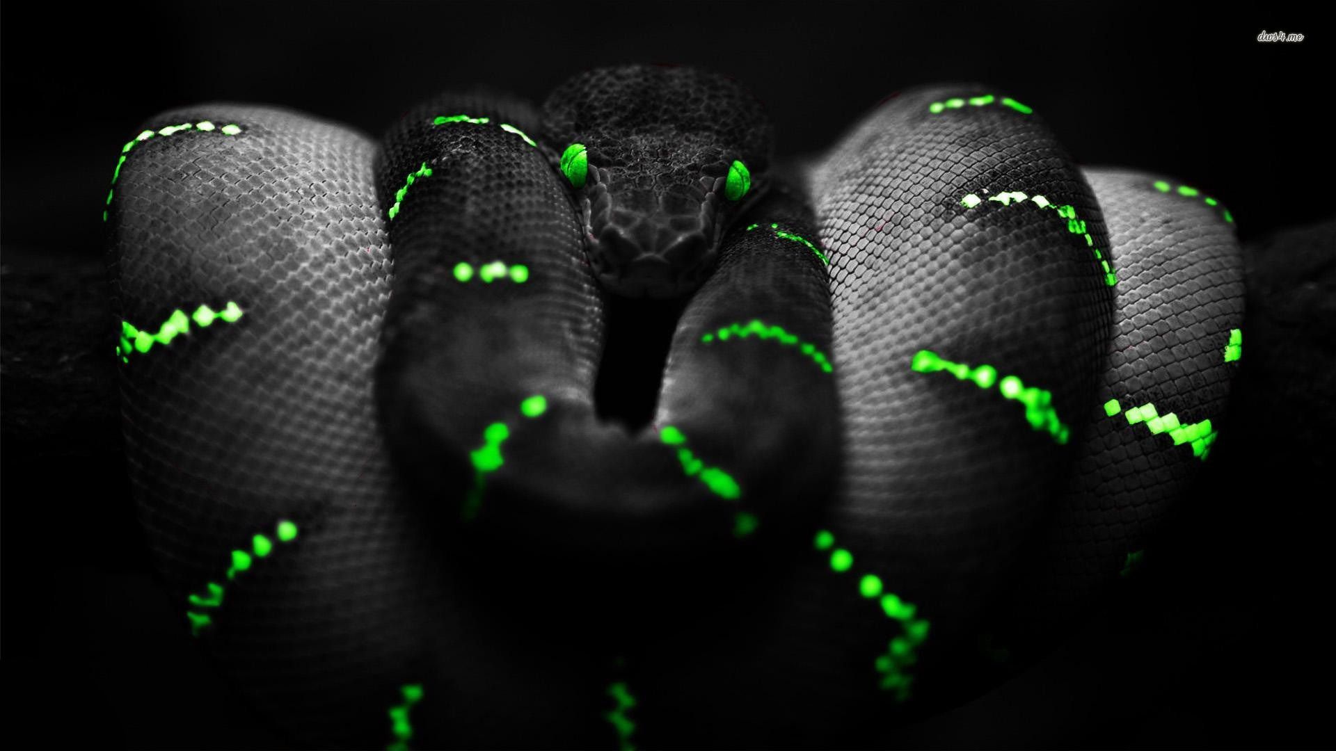 Aesthetic Black Snake Desktop Wallpapers