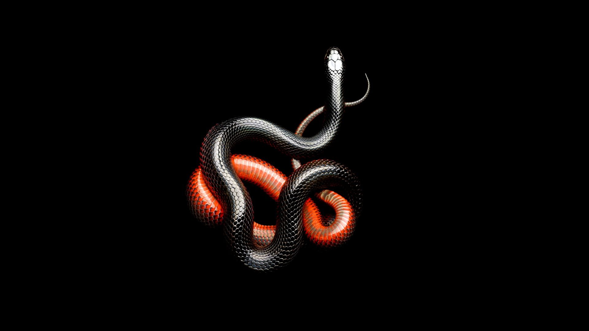 Aesthetic Black Snake Desktop Wallpapers