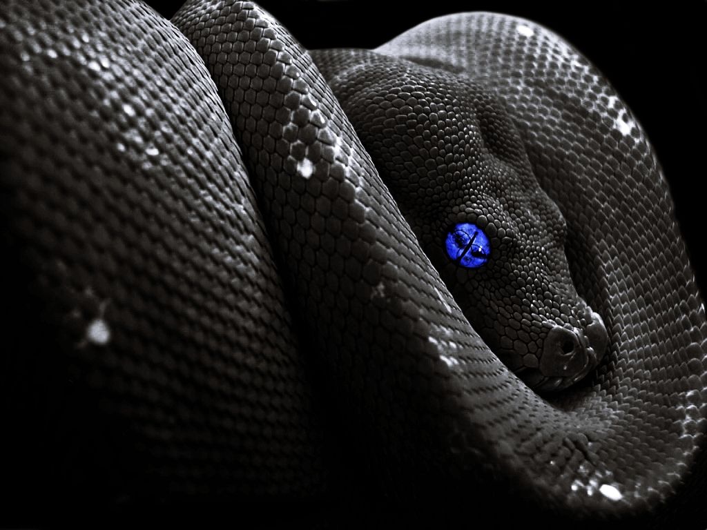 Aesthetic Black Snake Desktop Wallpapers