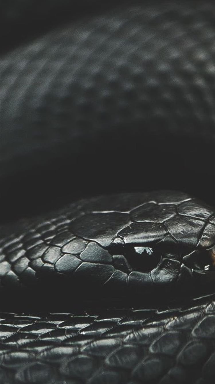 Aesthetic Black Snake Desktop Wallpapers