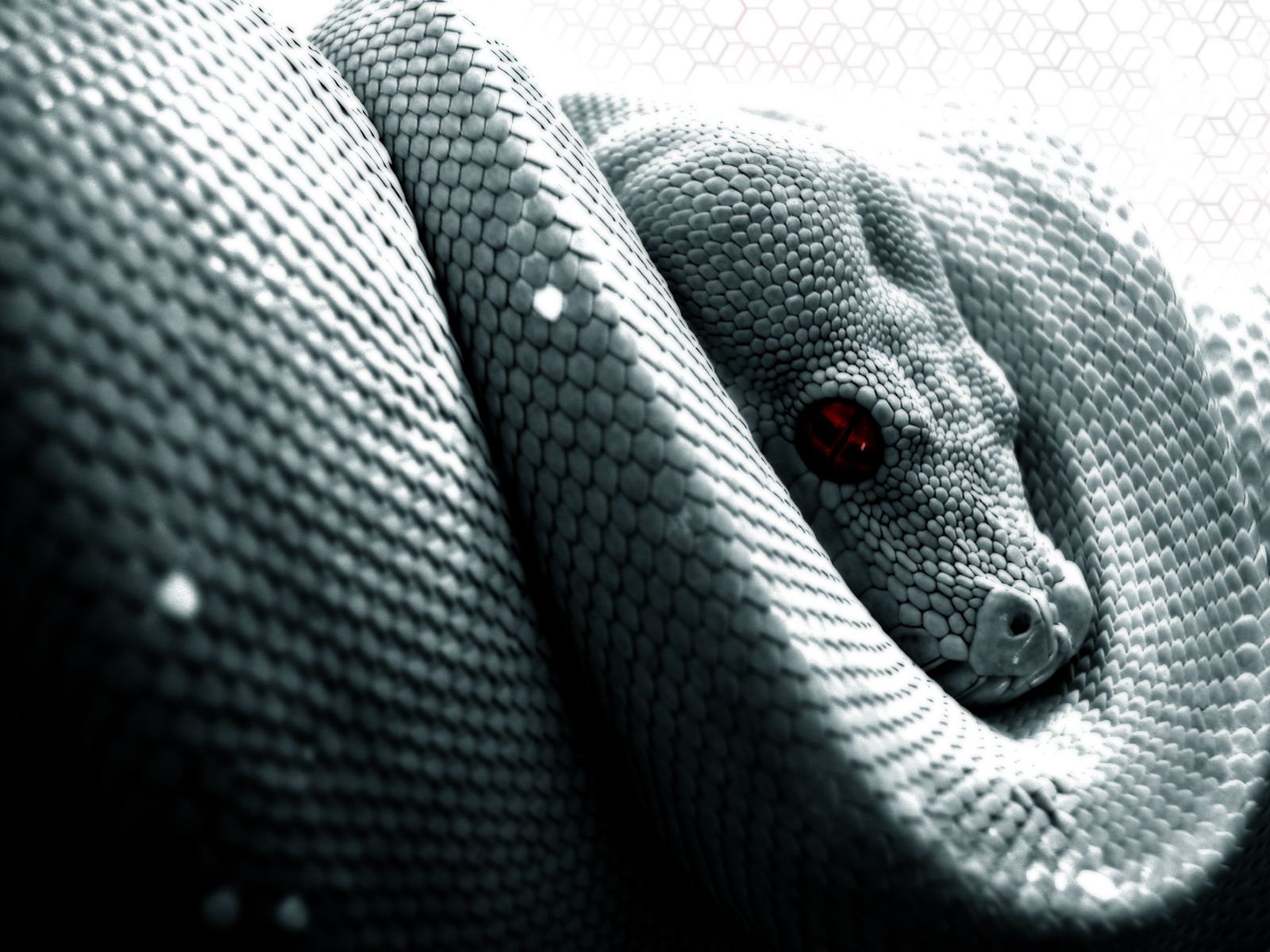 Aesthetic Black Snake Desktop Wallpapers