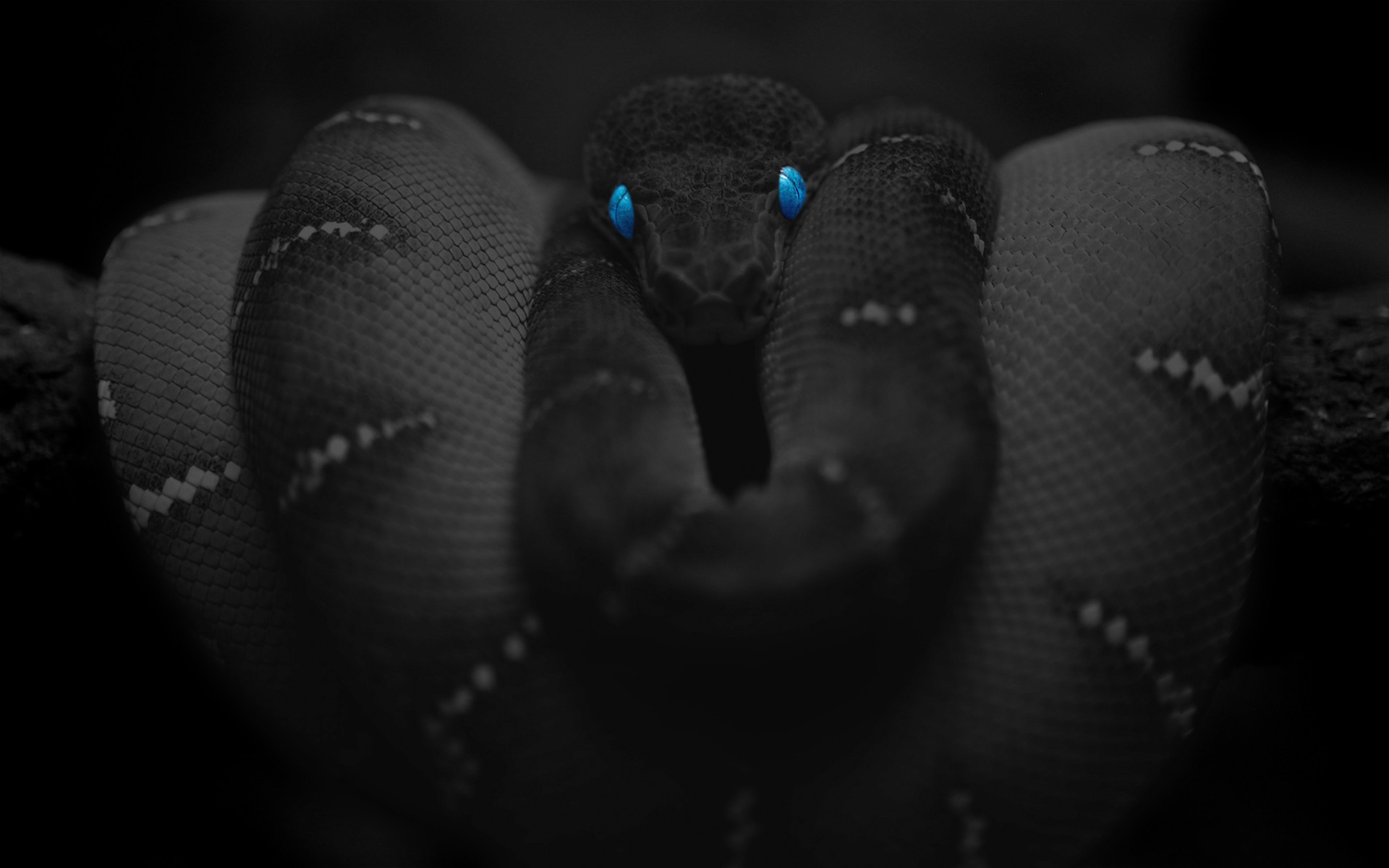 Aesthetic Black Snake Desktop Wallpapers