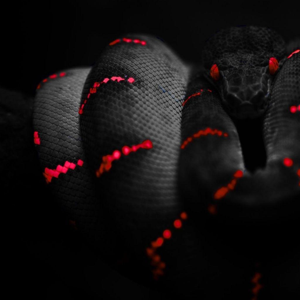 Aesthetic Black Snake Desktop Wallpapers