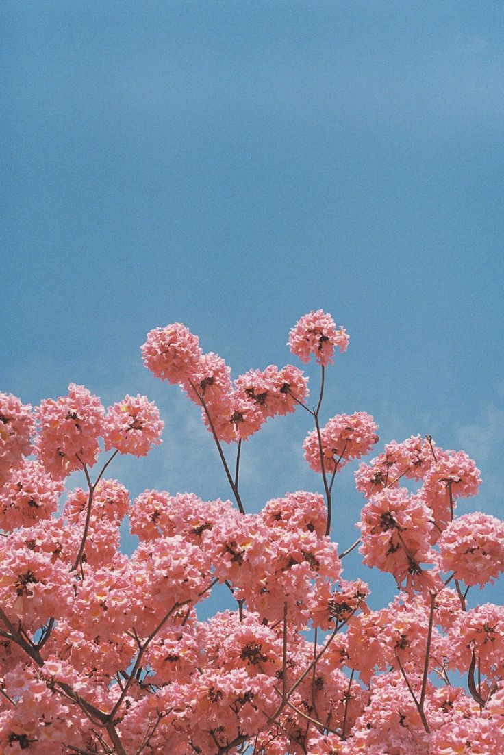 Aesthetic Blue And Pink Flowers Wallpapers