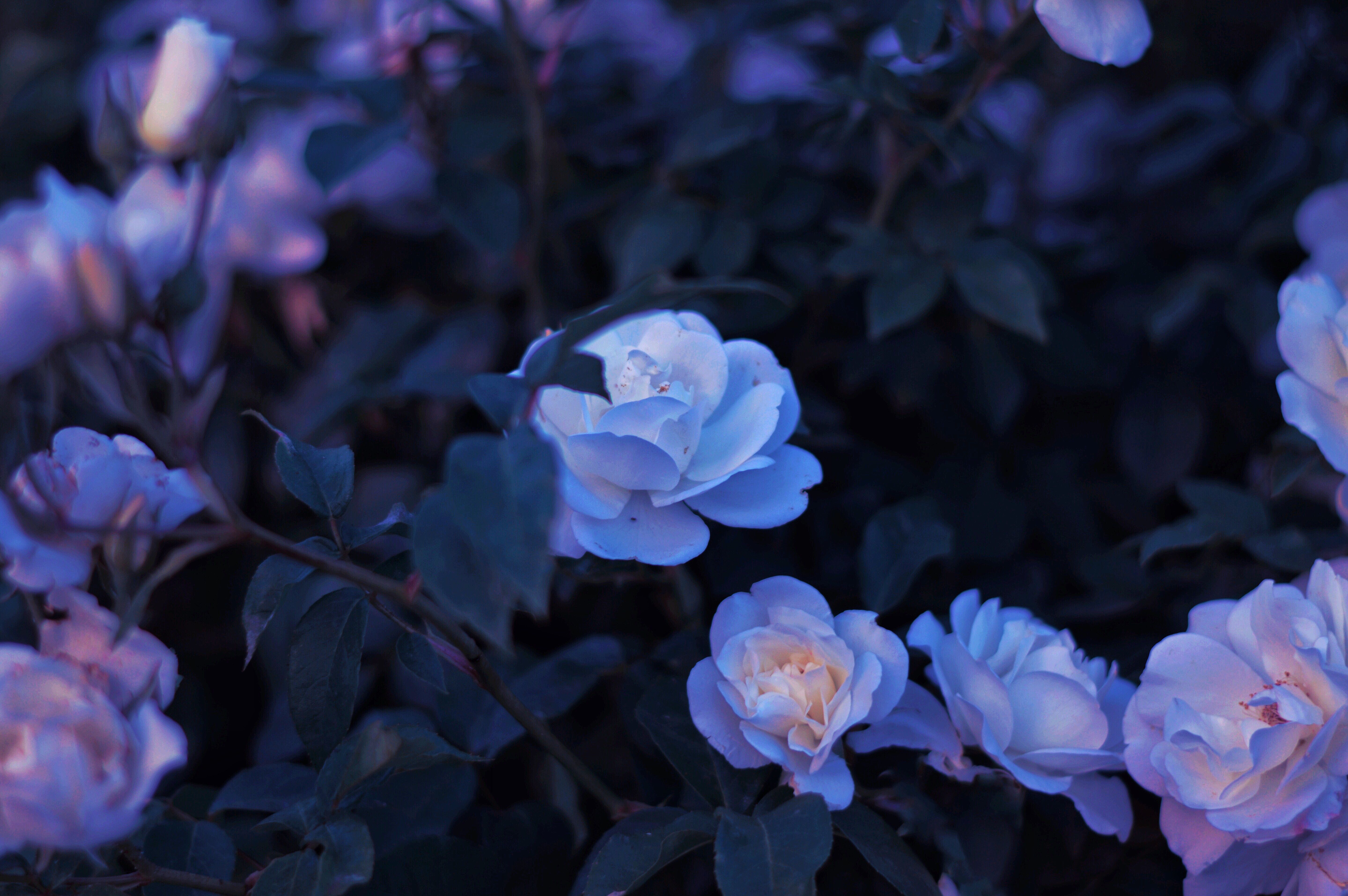 Aesthetic Blue And Pink Flowers Wallpapers