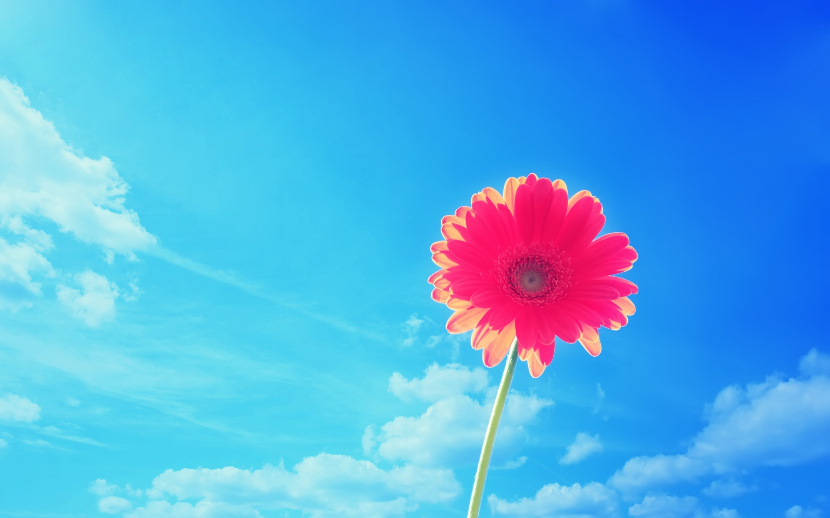 Aesthetic Blue And Pink Flowers Wallpapers