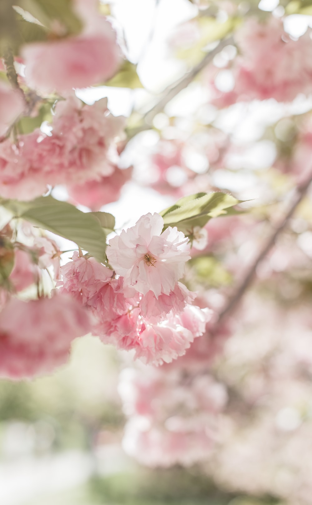 Aesthetic Blue And Pink Flowers Wallpapers