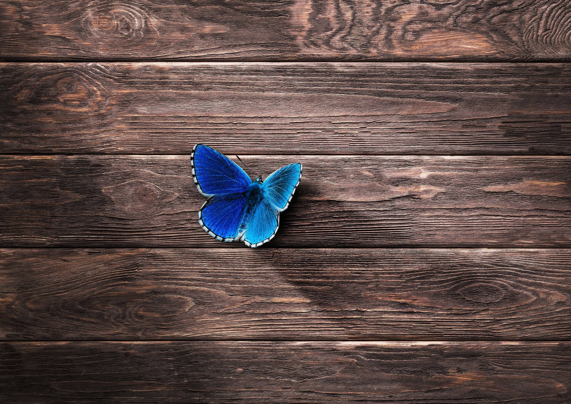 Aesthetic Blue Butterfly Wallpapers