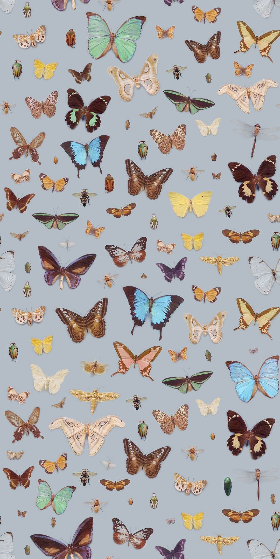 Aesthetic Butterflies Wallpapers