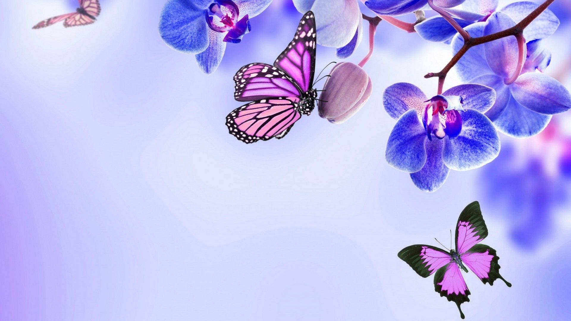 Aesthetic Butterfly Desktop Wallpapers