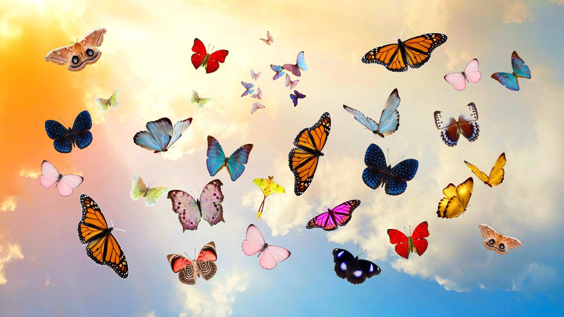 Aesthetic Butterfly Desktop Wallpapers