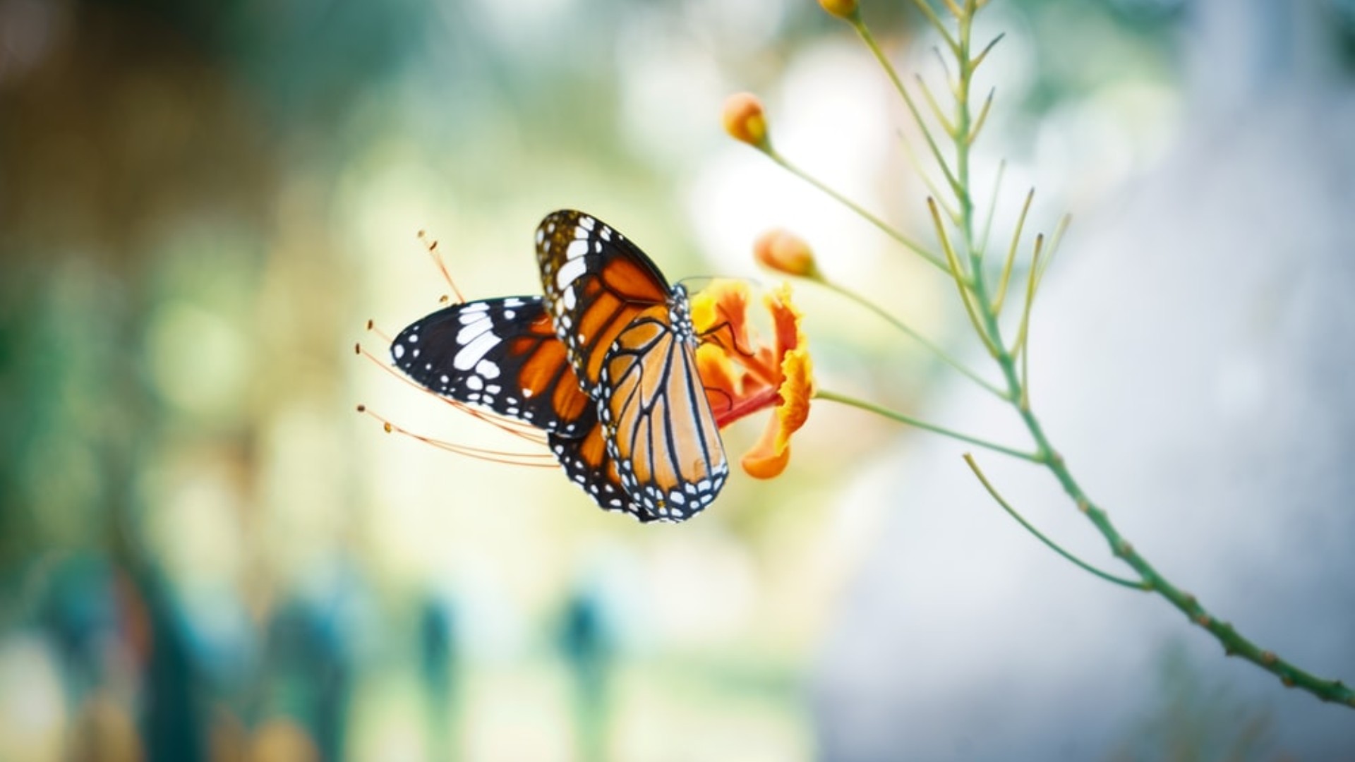 Aesthetic Butterfly Desktop Wallpapers