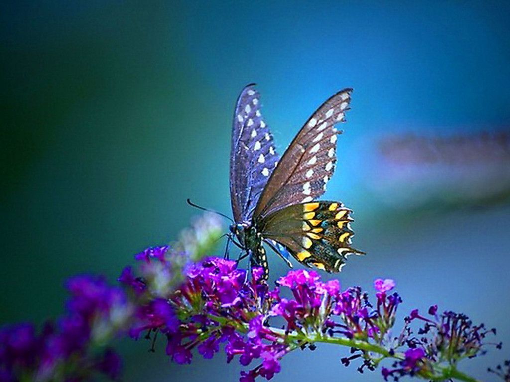 Aesthetic Butterfly Desktop Wallpapers