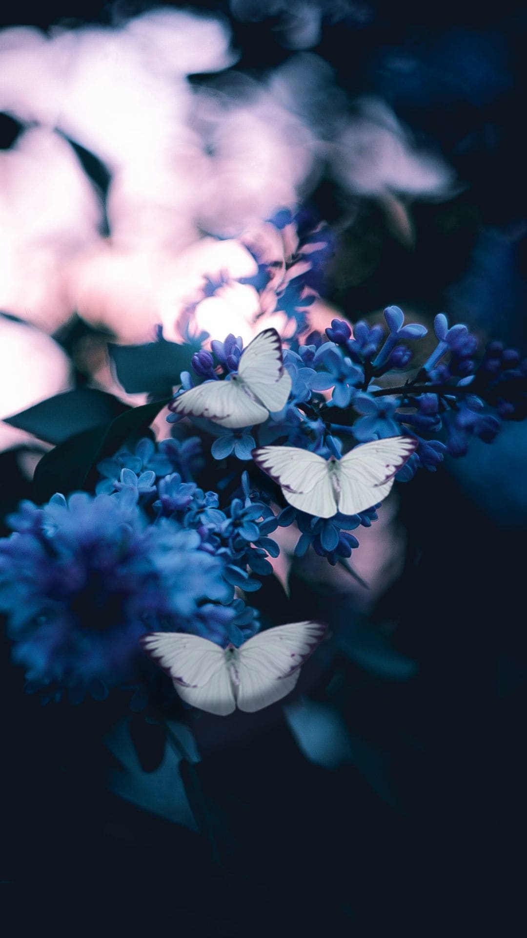 Aesthetic Butterfly Iphone Wallpapers