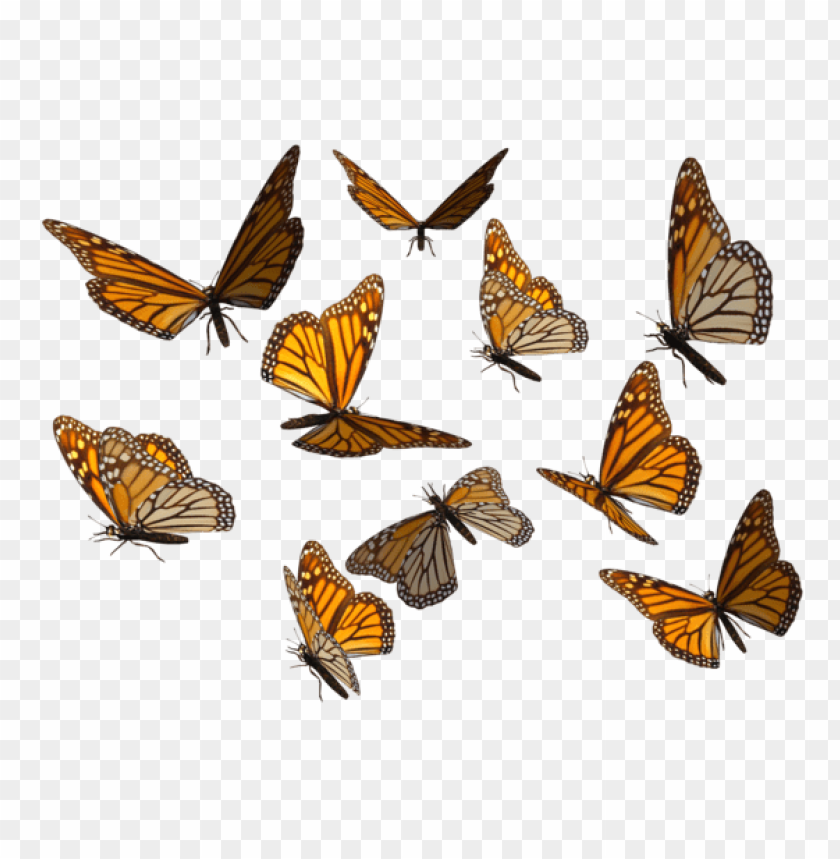 Aesthetic Butterfly Transparent Background