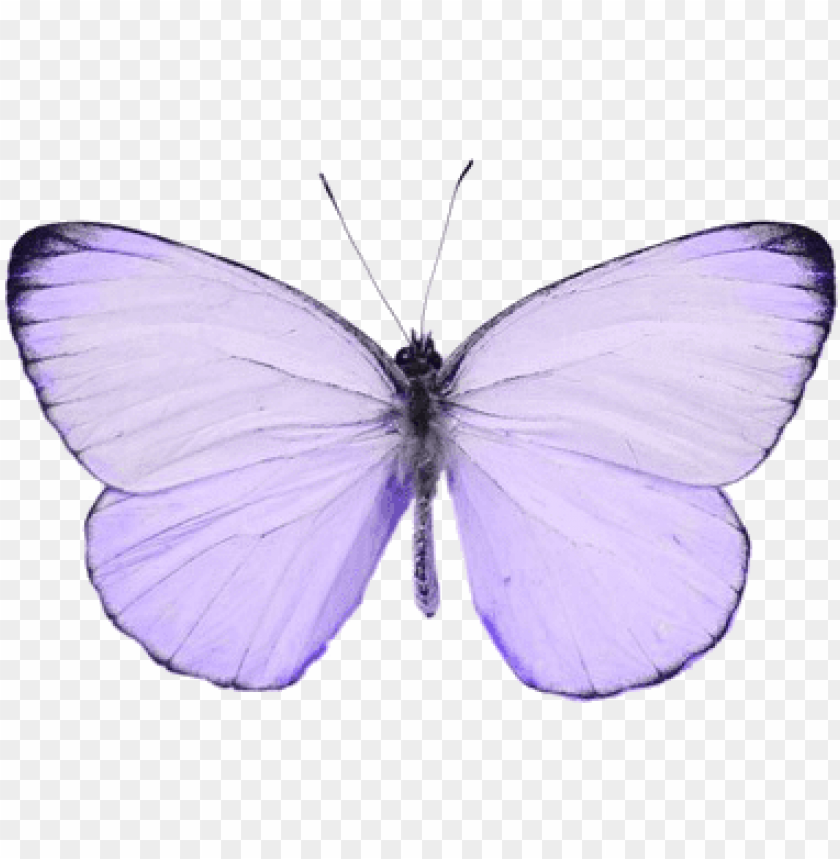 Aesthetic Butterfly Transparent Background